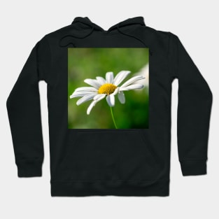 Ox-eye daisy Hoodie